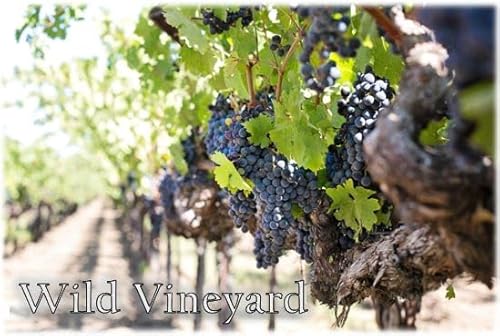 Wild Vineyard (Isaiah 5:1-7) cover art