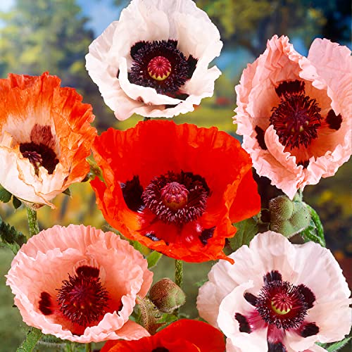 Pflanzen Aus Holland Die 15 besten Produkte im Vergleich