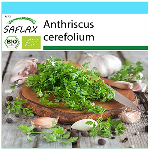 SAFLAX - Ecológico - Perifollo - 800 semillas - Anthriscus cerefolium