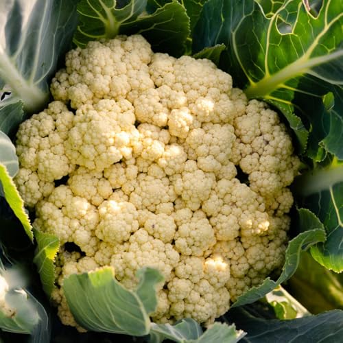 semi di cavolfiore, regali per amanti del giardino semi di invernali da esterno verdi rare d'appartamento 400pcs