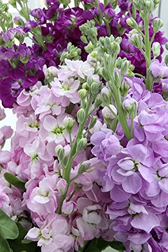 Radha Krishna Agriculture Stock Mix, Flower Seeds Perfume Flower Outdoor/indoor Plant seeds. (B09CQ57KNG) Amazon Price History, Amazon Price Tracker