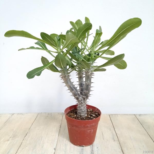 パキポディウム デンシフローラム 3.5号 塊根植物 コーデックス パキポディウム デンシフローラム 3.5号 塊根植物 コーデックス