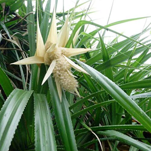 Modern Plants Live Kavada/Kevda/Kewda/Kewra/Pandanus Odoratissimus