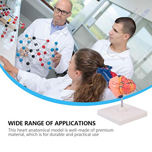 ULTECHNOVO 1: 1 Modelo AnatÃ´mico de CoraÃ§Ã£o Humano de PlÃ¡stico Preciso CoraÃ§Ã£o Estatueta de Me