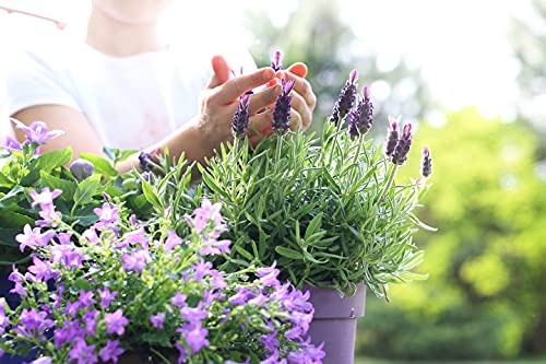American Plant Exchange Live English Lavender Plant with Fragrant Purple Flowers, Edible Herb Plant, Plant Pot for Home and Garden Decor, 6" Pot