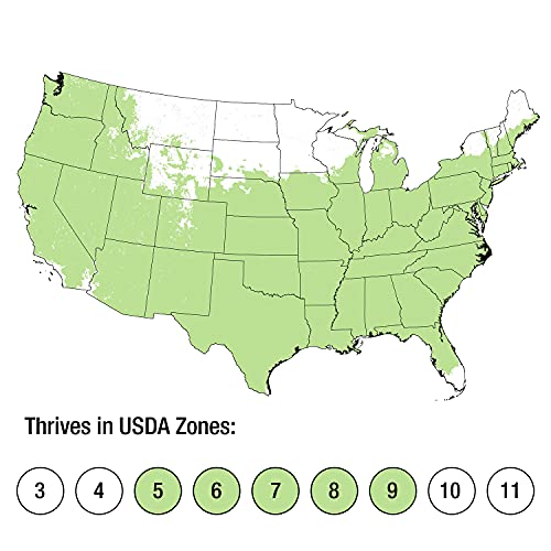 Pyramid-Shaped Compacta Japanese Holly (2.4 Gallon) Low-Growing Evergreen Groundcover Shrub - Holly Topiary, Asian Zen | Low Maintenance Ground Cover #TOP1