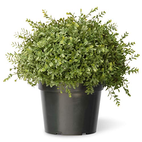 Best Pot Shrubs