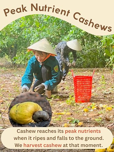 Image of Cashews Roasted Lightly Salted - Snacks for Adults, Whole Nut (No Mixed), Oil Free, Farm Fresh, Plant Based Protein, Promote Heart Health & Weight Loss, Only Nuts & Sea Salt, 17.64 oz (Pack of 1) (Unsalted)
