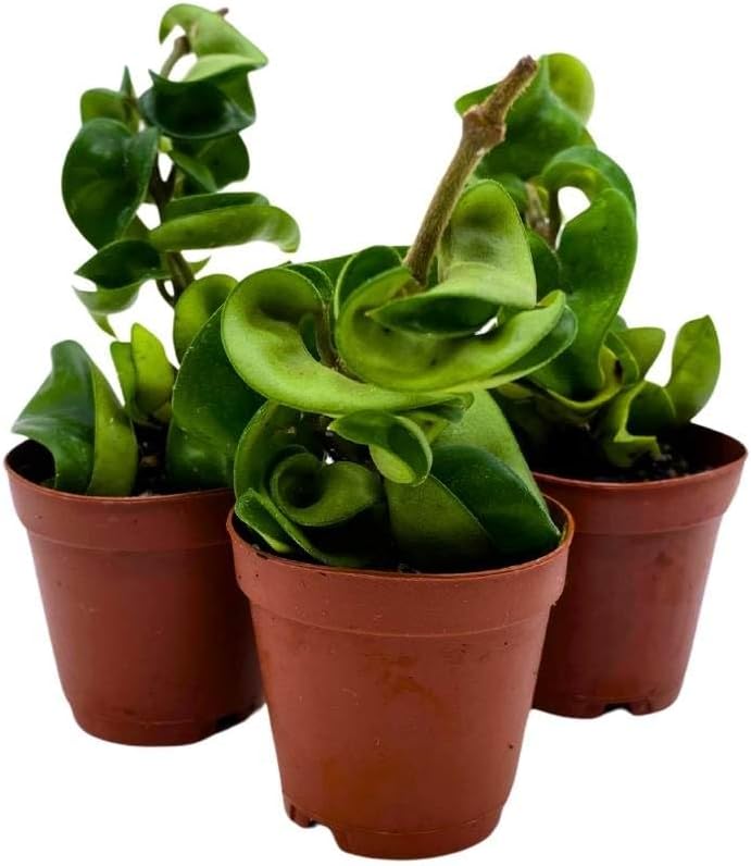 BubbleBlooms Hoya Green Hindu Rope 2 inch Set of 3 Crinkle Wax Plant Porcelain Flower Tiny Mini Pixie Plants
