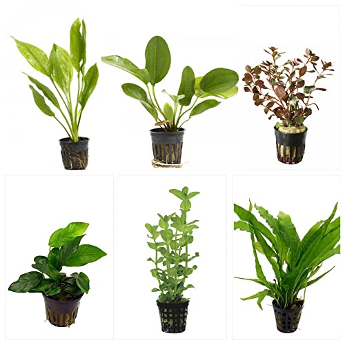 Potted Live Aquarium Plants Bundle - Easy and Snail Free Aquatic Plants (6 Pots)