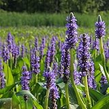 Chalily Purple Pickerel Rush, a Great Live Pond Plant for Your Water Garden. Filters The koi and Goldfish Pond. Good for Bogs, Plant Shelf or Shallow Water This marginal Aquatic is a Real Beauty