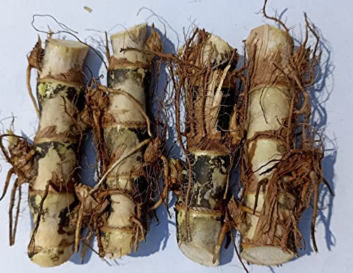 Natural Agrocare Smart/Dwarf/Indonesia Multi-Cut Hybrid Napier Green Fodder Grass slips (Pack of 20 Fresh Slips)