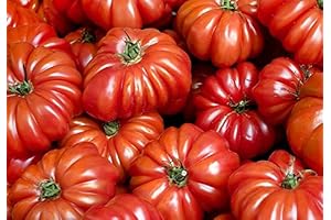 Costoluto Genovese Tomato Seeds: A Gardener's Delight