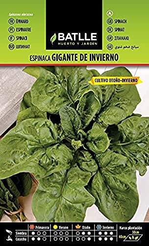 Semillas Batlle Espinaca GIGANTE DE INVIERNO