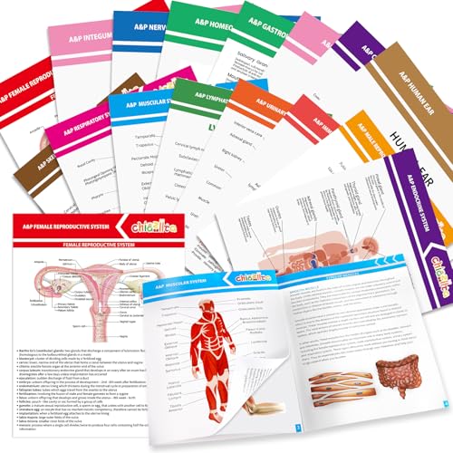 16-Pack Anatomy Study Guides