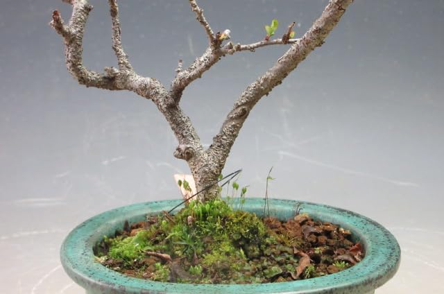 長寿梅赤花TB-8小品 中品 盆栽 赤花 開花中 ミニ盆栽。長寿梅。赤花長寿梅。 （長寿梅 赤花 赤花一重長寿梅