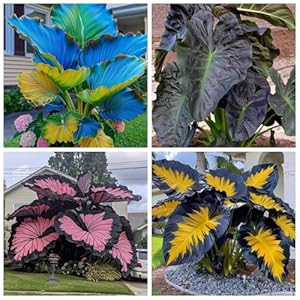 Wptung Alocasia Elefantenohr 8 Knollen H