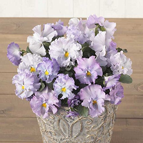 パンジー：絵になるスミレ：パルム3.5号ポット 2株セットのサムネイル