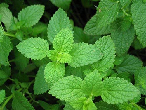 See full amazon price history chart for Creative Farmer Mint-Peppermint Pudhina 30Seeds X 2 Packets Creative Farmer Mint-Peppermint Pudhina 30Seeds X 2 Packets (B086QBQH58) Amazon Price History, Amazon Price Tracker