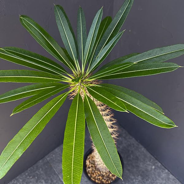 Amazon｜パキポディウム：ラメリー（大株） 6号鉢植え[ラメレイ