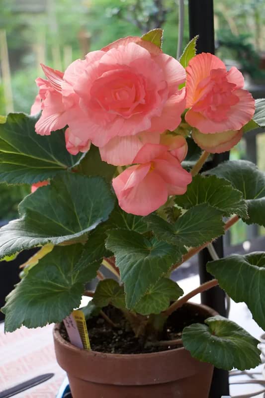 FernsFly® IMP. Begonia | Begoniaceae Flower Perennial Flowering Plant Aromatic Flower Bulbs Home Outdoor Gardening Bulbs Blooming planting (Pack Of 1 Begonia Roseform Peach (B08WC1BBXJ) Amazon Price History, Amazon Price Tracker