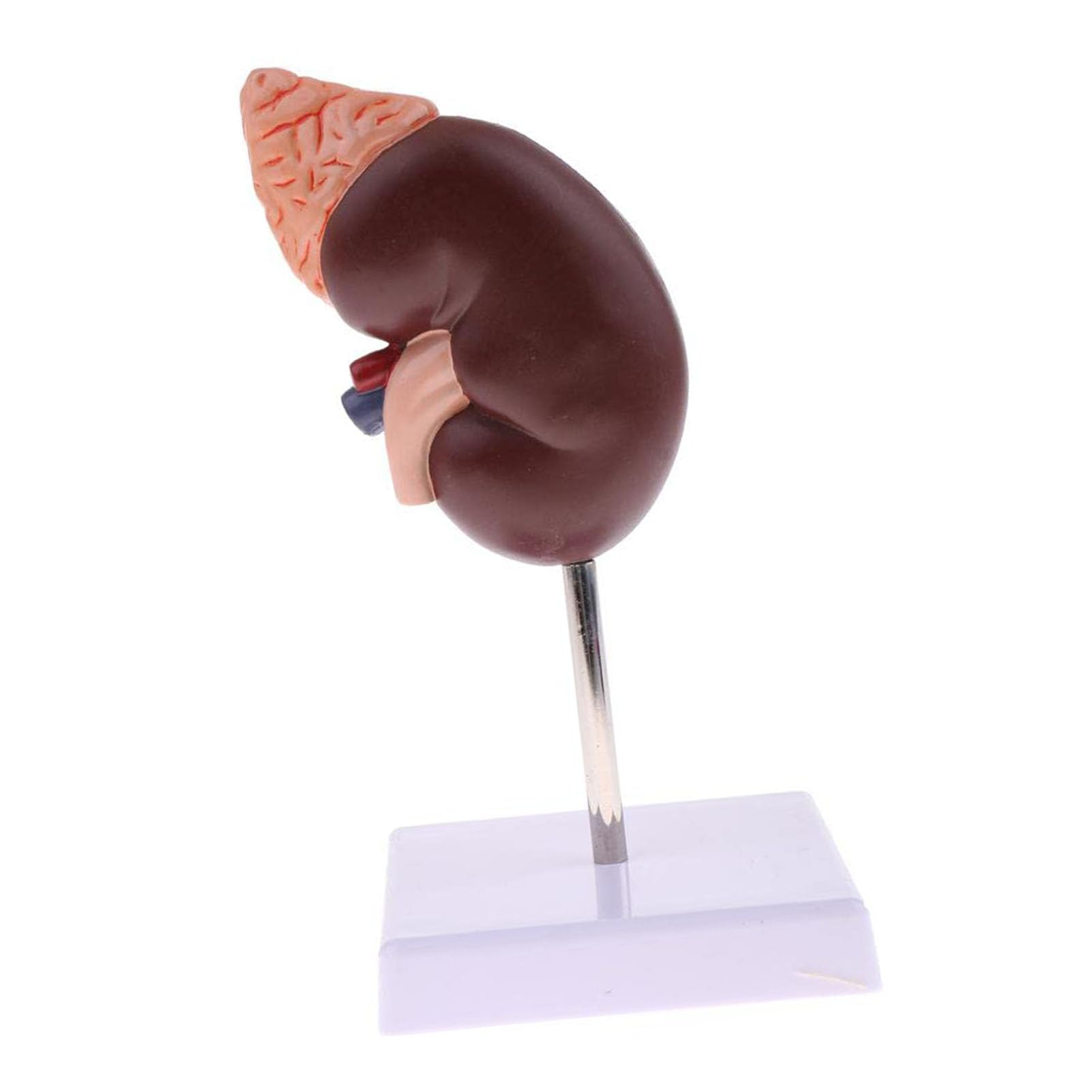 Tyenaza Modèle De Rein, Modèle De Rein D'enseignement D'anatomie Outil éducatif De Bureau De Médecins D'enseignement Anatomique Humain pour l'enseignement