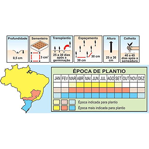 Sementes de Mostarda Lisa da Flórida Pcte C/ 100 Gramas
