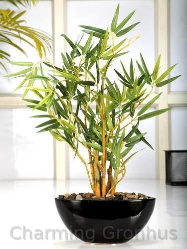 See full amazon price history chart for Charming Gronhus Live Green Bamboo Bambusoideae Live Plant Outdoor Garden Plant With Black Nursery Pot Charming Gronhus Live Green Bamboo Bambusoideae Live Plant Outdoor Garden Plant With Black Nursery Pot (B0D2P2TVQ4) Amazon Price History, Amazon Price Tracker