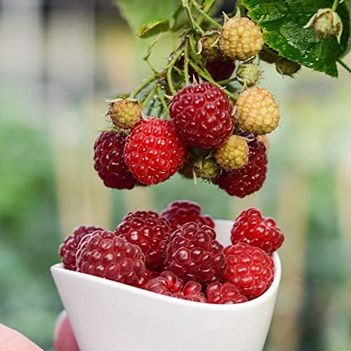 Amazon Co Jp 100種 種レッドジャイアントラズベリー種子ベリー甘い新鮮な種子庭の盆栽 Diy Tools Garden