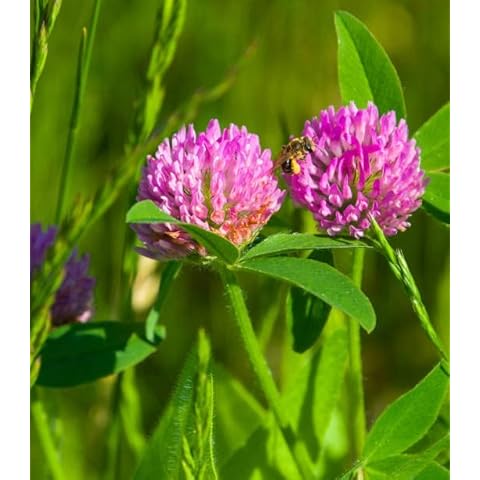 Wild Red Clover Flower Seeds for Gardens Cover