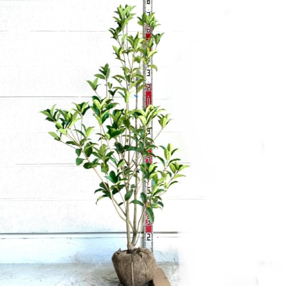 Amazon.co.jp: ［生産者直送］ギンモクセイ 銀木犀 樹高約1.5m