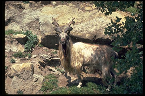 304020 Markhor A4 Photo Poster Print 10x8