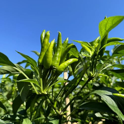 semillas de chile jalapeño de viejas, interior exóticas de chile de invierno, resistentes para el jardín resistentes 300pcs