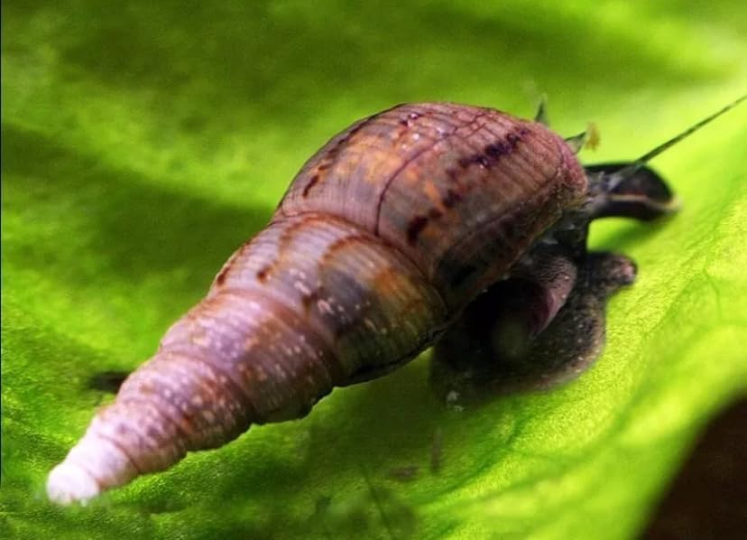 10 x Malaysian Trumpet Snail Freshwater Live Aquarium