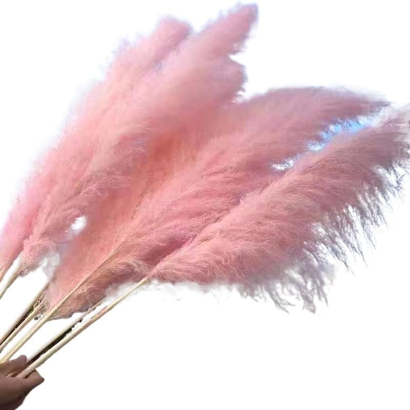 Pampas Grass Large flores secas decorativas 60cm pack 10 miniatura 1