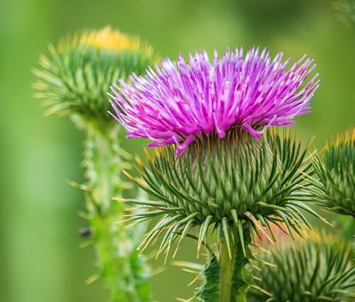 Gewöhnliche Eselsdistel (Onopordum acanthium) Samen. Krebsdistel Wolldistel (250 Samen = 2 0g)