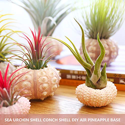 HEMOTON 4Pcs Sea Urchin Shells Air Plant Planter Holder Tillandsia Small Container Plant Bonsai Cactus Pot Decorative Home Decor For Desktop - Image 3