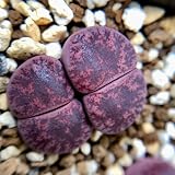 Ideal para plantación y recuperación al borde de la carretera, puede llenar rápidamente espacios abiertos su jardín.No es exigente con tipo de suelo y puede crecer casi cualquier condición de suelo siempre que esté bien drenado.