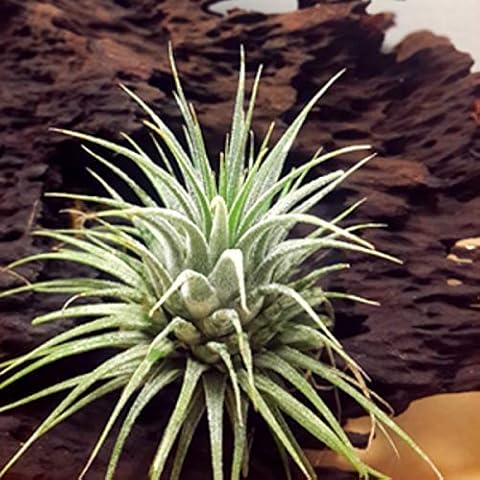 TheSunnyValley Tillandsia Air Plants Collection Indoor House Plant Flower for Gift Present Special Ocassion (Tillandsia Ionantha) Cover
