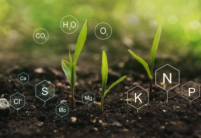Image of NPK 10:26:26 Fertlizer for Plants /Multi-purpose plant fertlizer /All Plant food