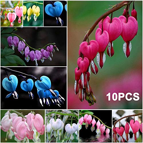 Afco Seeds for Planting,10Pcs Perennial Herbs Dicentra Spectabilis Flower Plant Bleeding Heart Seeds