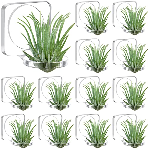 Comparison: Best Containers For Air Plants 10 Jetec 12 Pcs Acrylic Air Plants Holder Hanger with Mounting Tape for Hanging Air Plants on Glass Display Home Decoration
