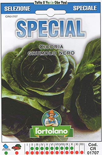 ScoutSeed CICORIA GRUMOLO Nero Special