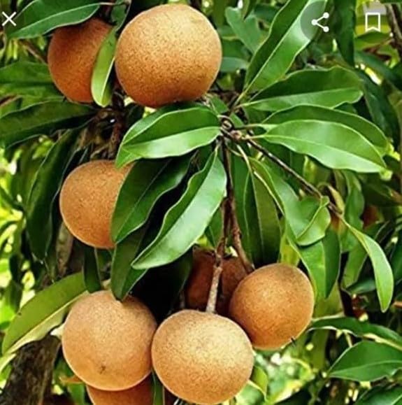 All Time Cricket Ball Chiku Plant (Grafted) For Your Home and Graden Plant hight 1.2-2 feet,NDN-7HN-image-15