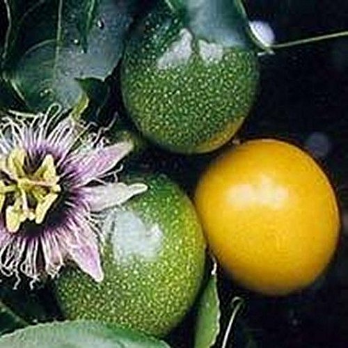 10 Yellow Passion Fruit Seeds,Passiflora Edulis Flavicarpa ,Jamaican Sweet Cup #TOP3