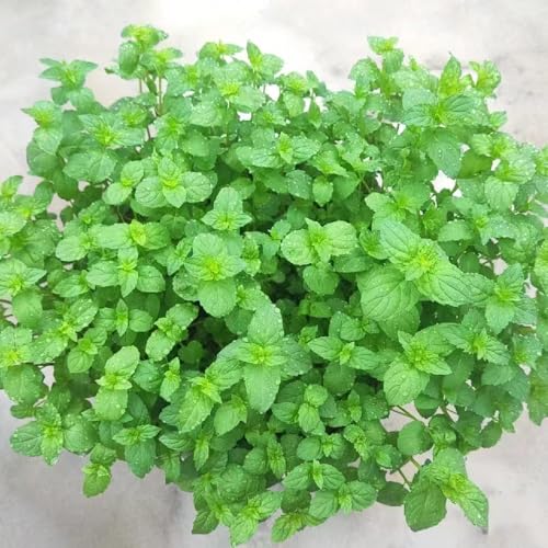 semillas de menta perenne resistente - plantas verdes semillas de hierbas jardín de plantas semillas de hortalizas semillas de plantas Plantas resistentes para el jardín semillas de 350pcs