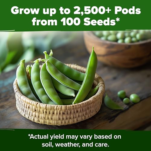 Image of HOME GROWN Organic Cascadia Snap Pea Seeds 100+ Heirloom Non-GMO Seeds for Planting, High Germination, Sweet Edible Pods, Stringless Sugar Snap, Cool Season Garden, Containers (Pisum sativum)