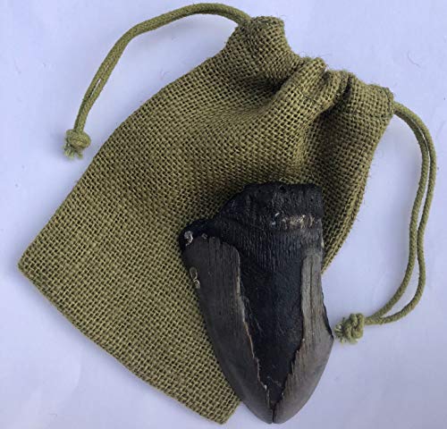 Image of Genuine Megalodon Shark Tooth Fossil Partial (Meg6) - 2.5 inch x 3.75 inch