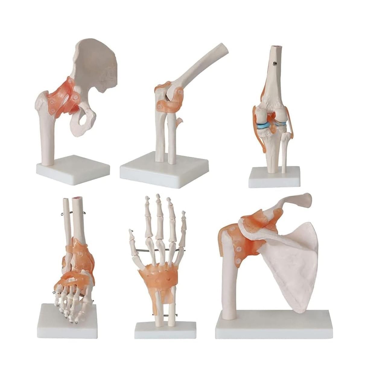 6-teiliges Anatomiemodell-Set for menschliches Gelenkmodell, Schulter | Medizinisches Geschenk, Skelettmodell mit Sockel, for pädagogische Studien, Lehrklinik-Demonstrationstool.