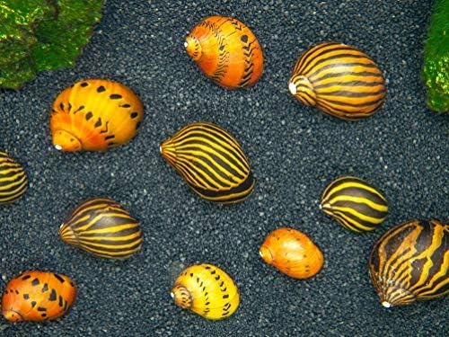 Family of 6 Nerite Snails Mixed 3 Zebra Nerite Snails 3 Tiger Nerite Snails Freshwater Snails Algae Eaters